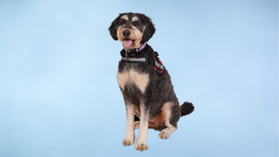 Coco, our therapy dog