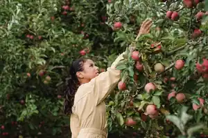 A teen girl reaching up to pick apples in a sunny orchard.