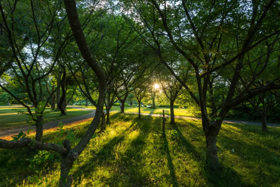 Late-day sun through a stand of trees.