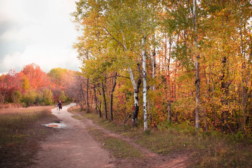 A dirt path through autumn trees.
