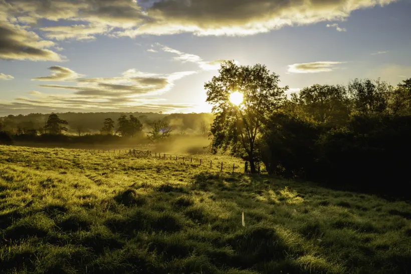 Sunrise over a quiet meadow and trees.